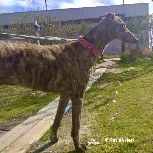 Galgo chip 8053 adozione levrieri galgo 10 2