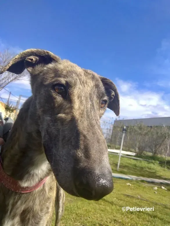 Galgo chip 8053 adozione levrieri galgo 11