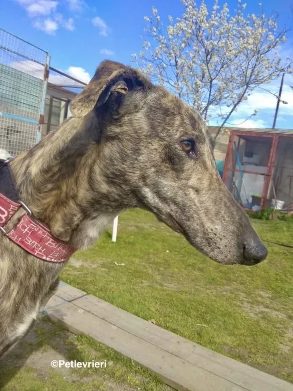 Galgo chip 8053 adozione levrieri galgo 12