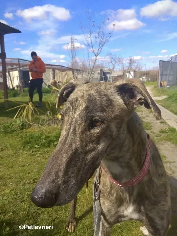 Galgo chip 8053 adozione levrieri galgo 13