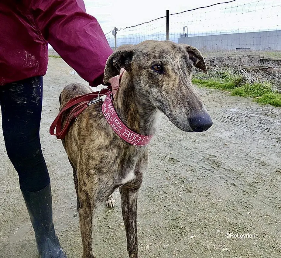 Galgo chip 8053 adozione levrieri galgo 2