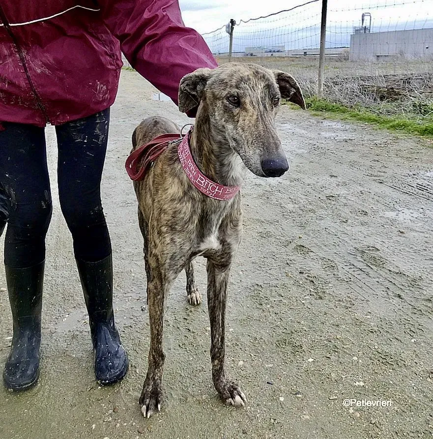 Galgo chip 8053 adozione levrieri galgo 3