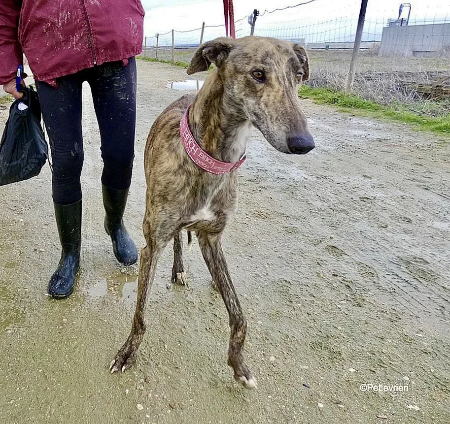 Galgo chip 8053 adozione levrieri galgo 4