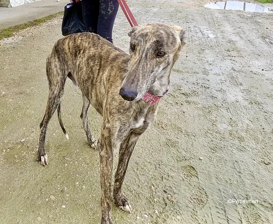 Galgo chip 8053 adozione levrieri galgo 5