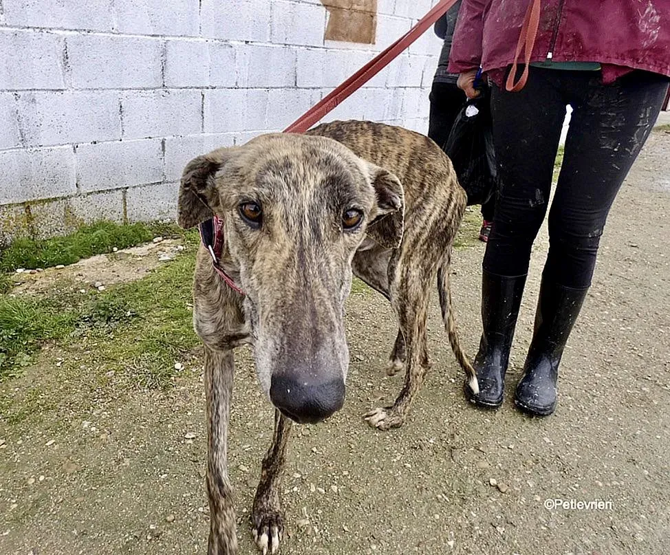 Galgo chip 8053 adozione levrieri galgo 6