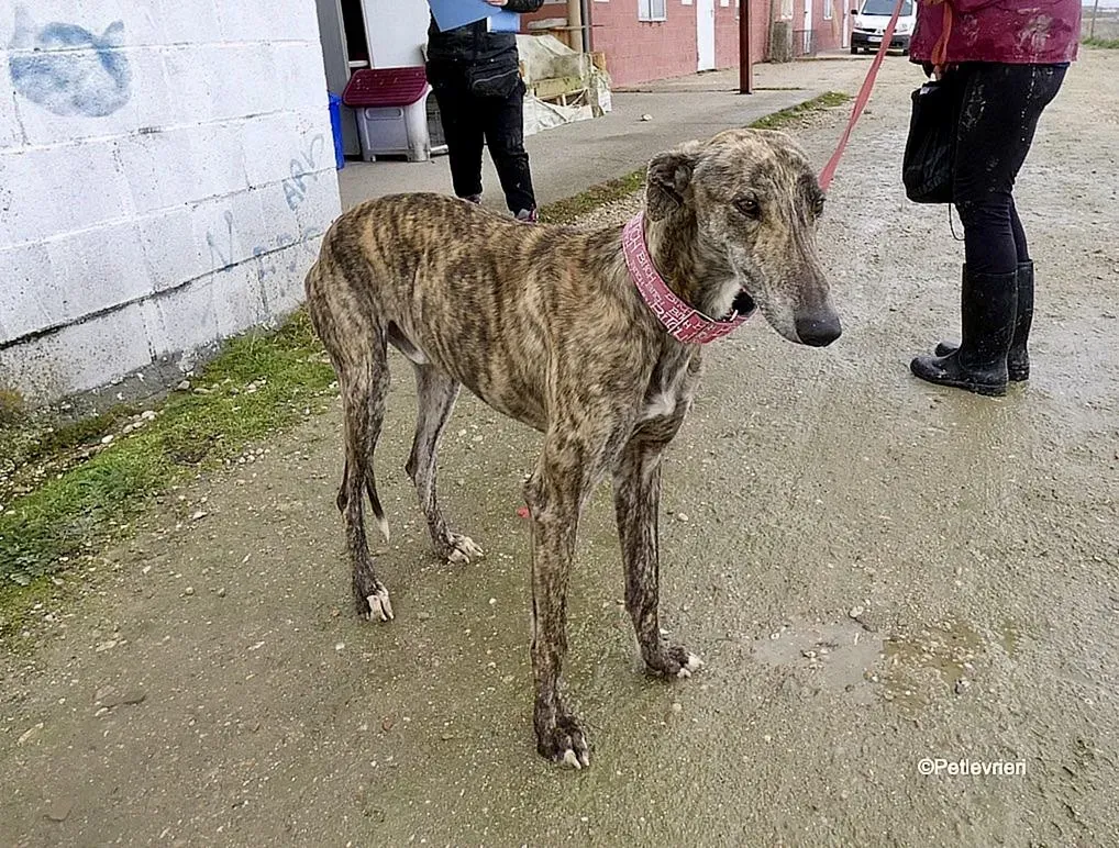Galgo chip 8053 adozione levrieri galgo 7