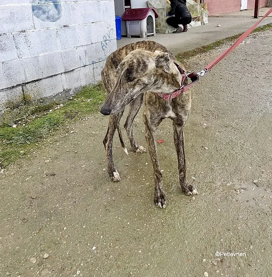 Galgo chip 8053 adozione levrieri galgo 8