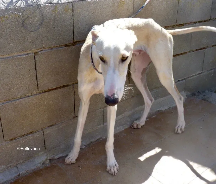 Galgo chip 8748 adozione levrieri galgo 00