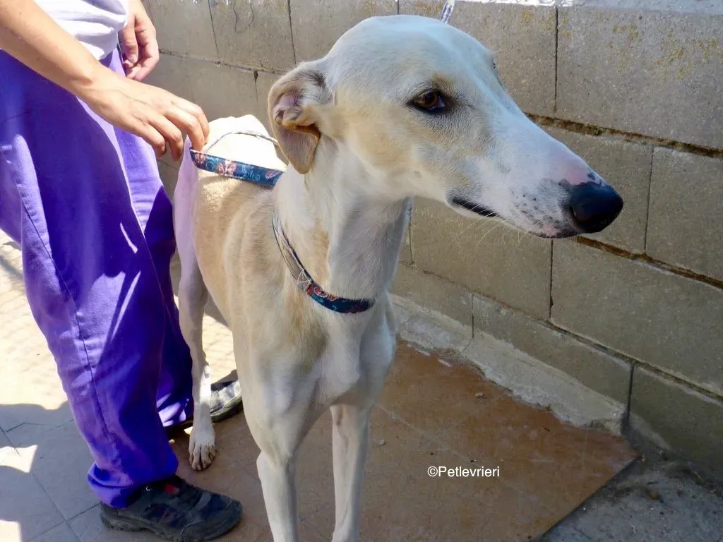 Galgo chip 8748 adozione levrieri galgo 01