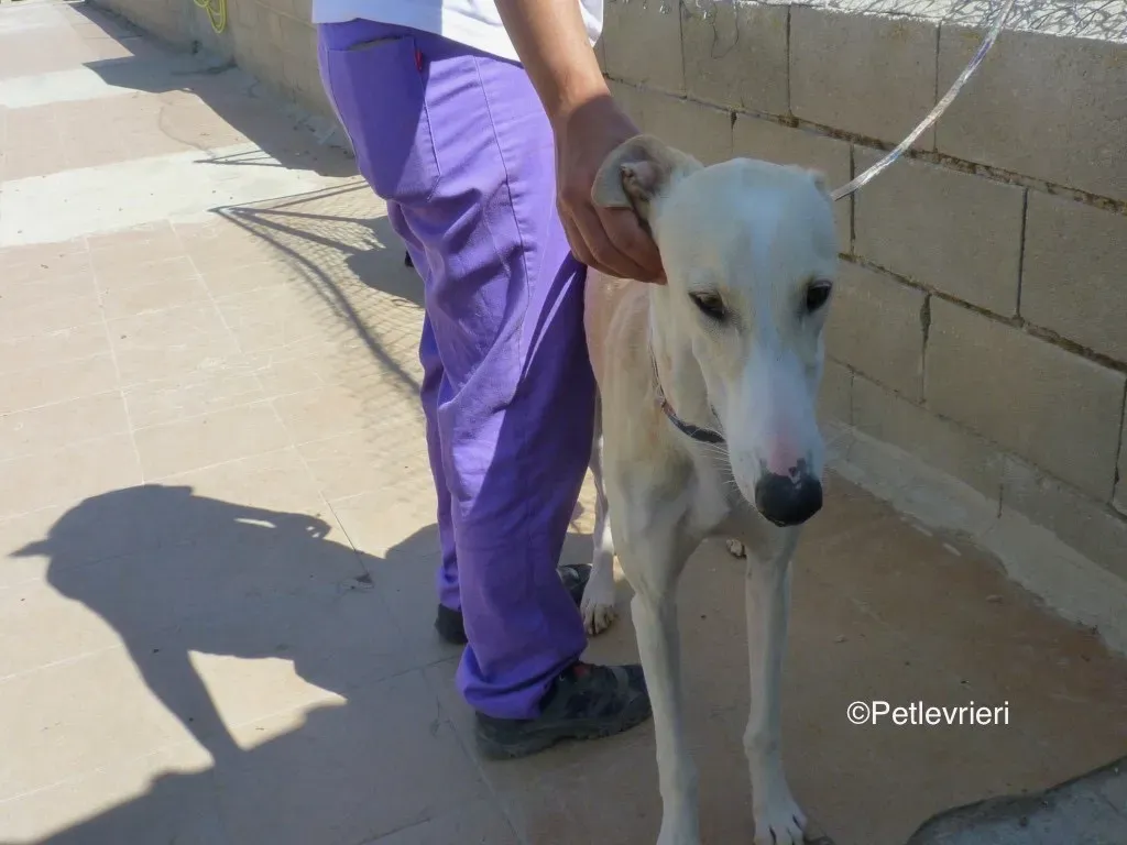 Galgo chip 8748 adozione levrieri galgo 02