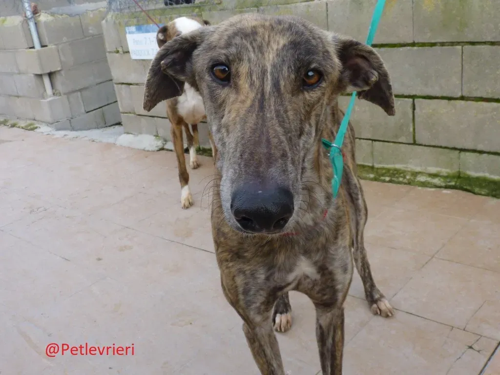 Galgo8053 adozione levrieri galgo 10