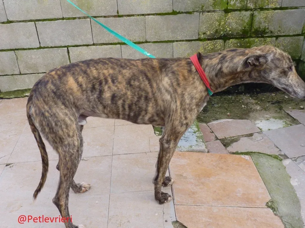 Galgo8053 adozione levrieri galgo 11
