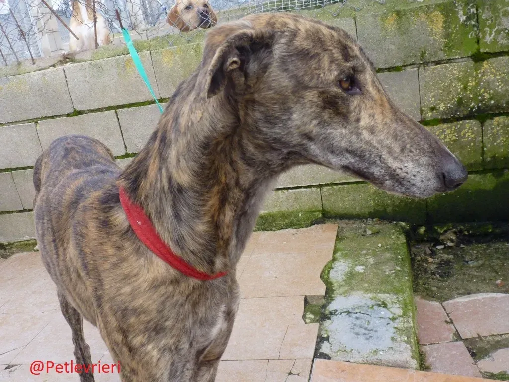 Galgo8053 adozione levrieri galgo 12