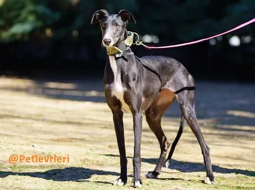 Galia adozione levrieri galgo 1