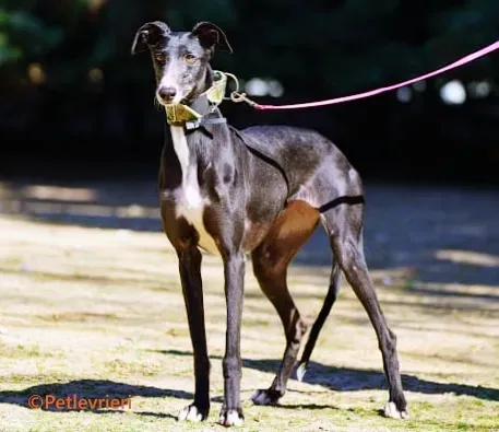 Galia galgo adozione pet levrieri onlus 1
