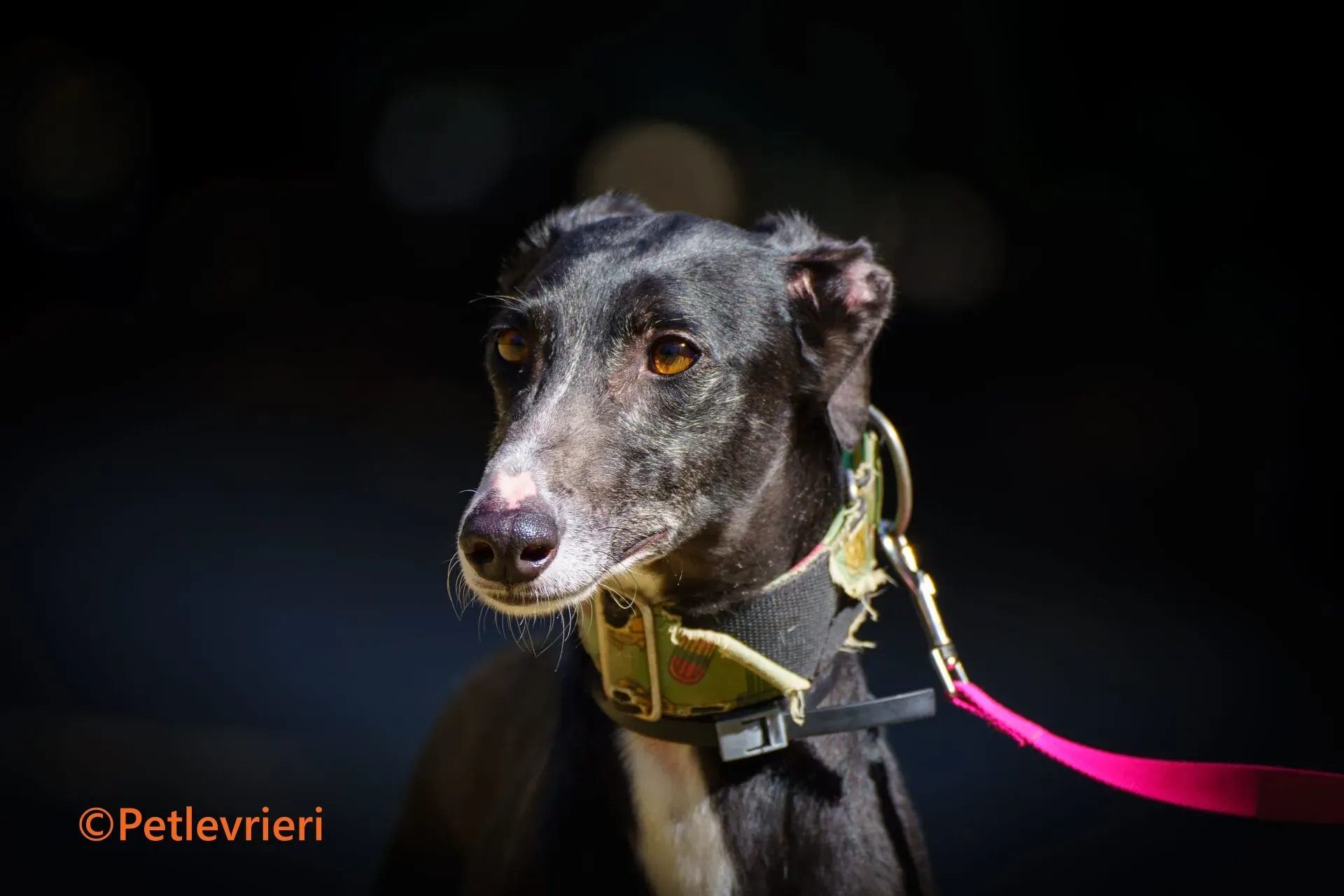 Galia galgo adozione pet levrieri onlus 2