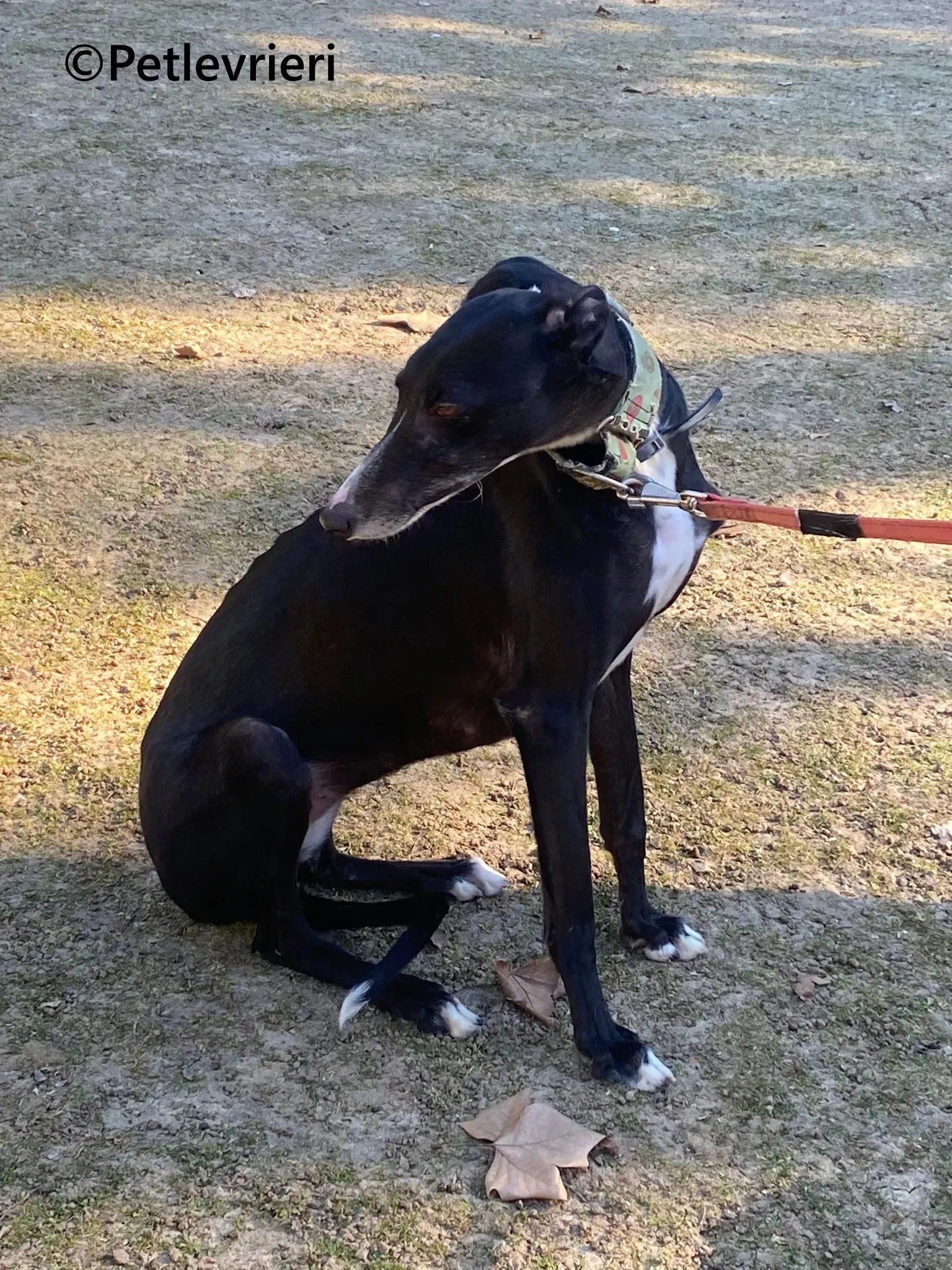 Galia galgo adozione pet levrieri onlus 3