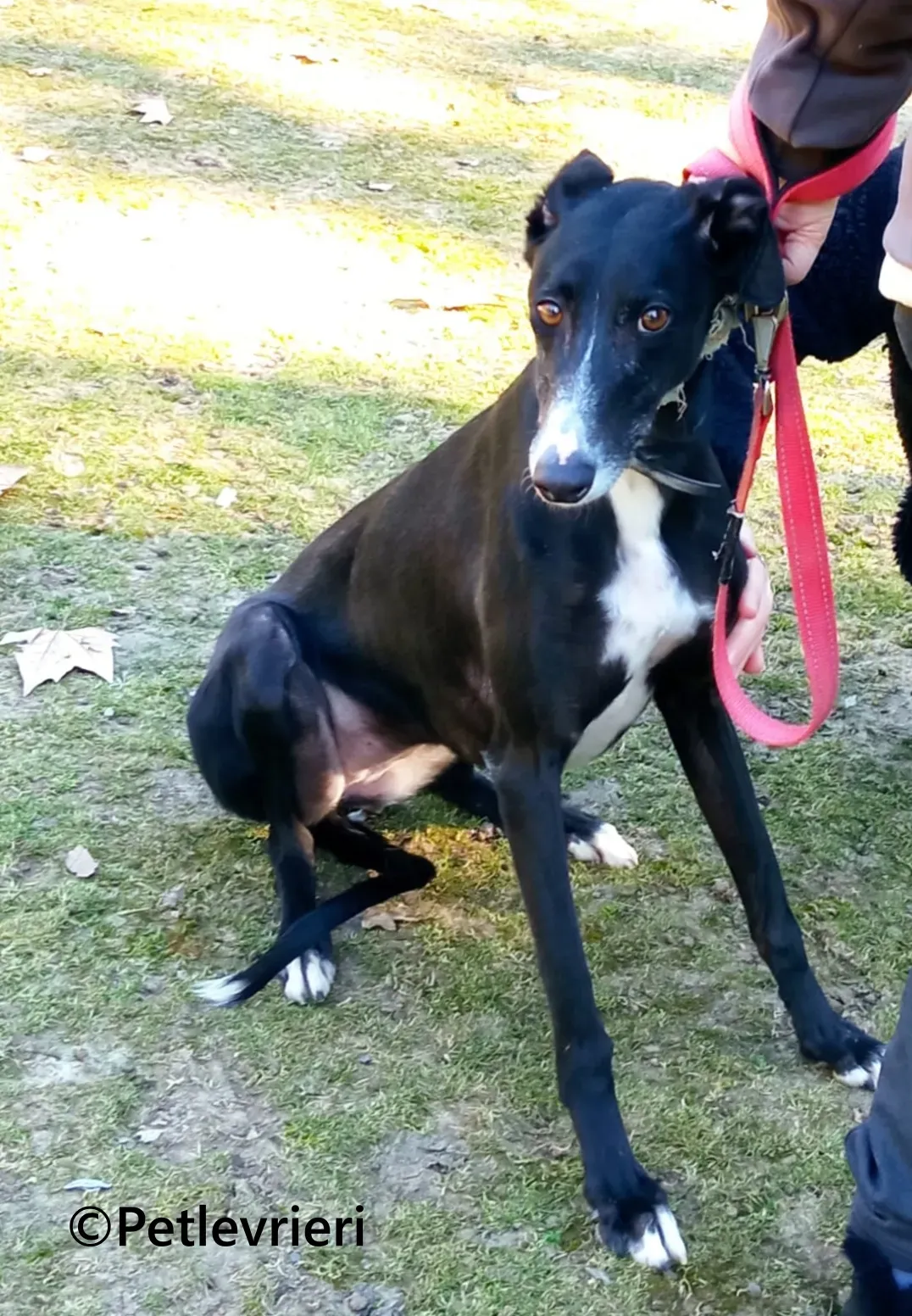 Galia galgo adozione pet levrieri onlus 4