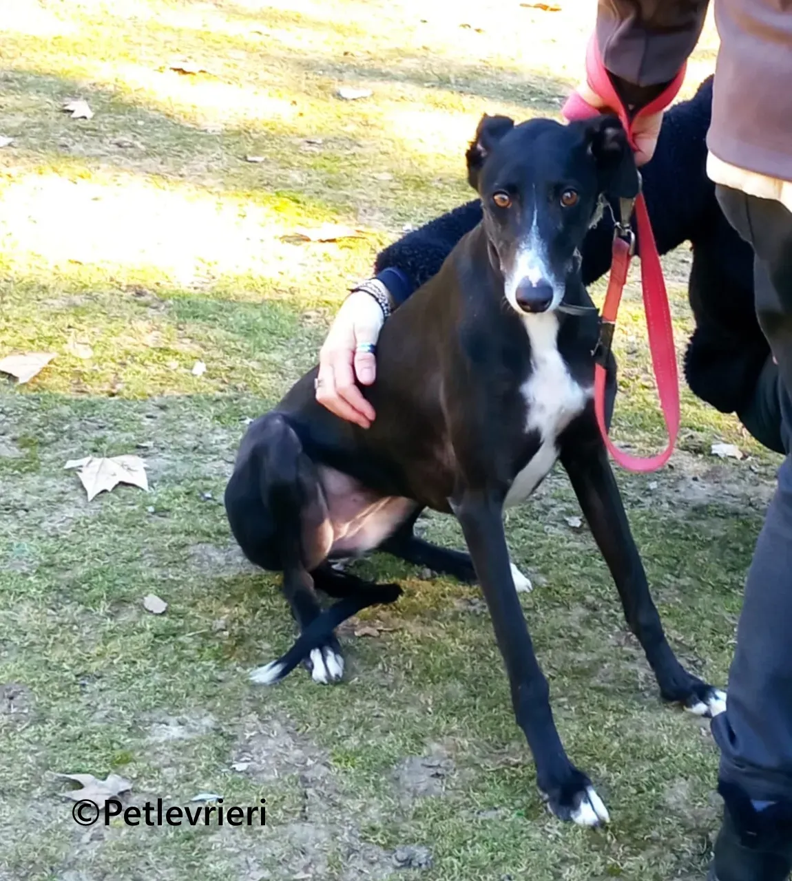 Galia galgo adozione pet levrieri onlus 5