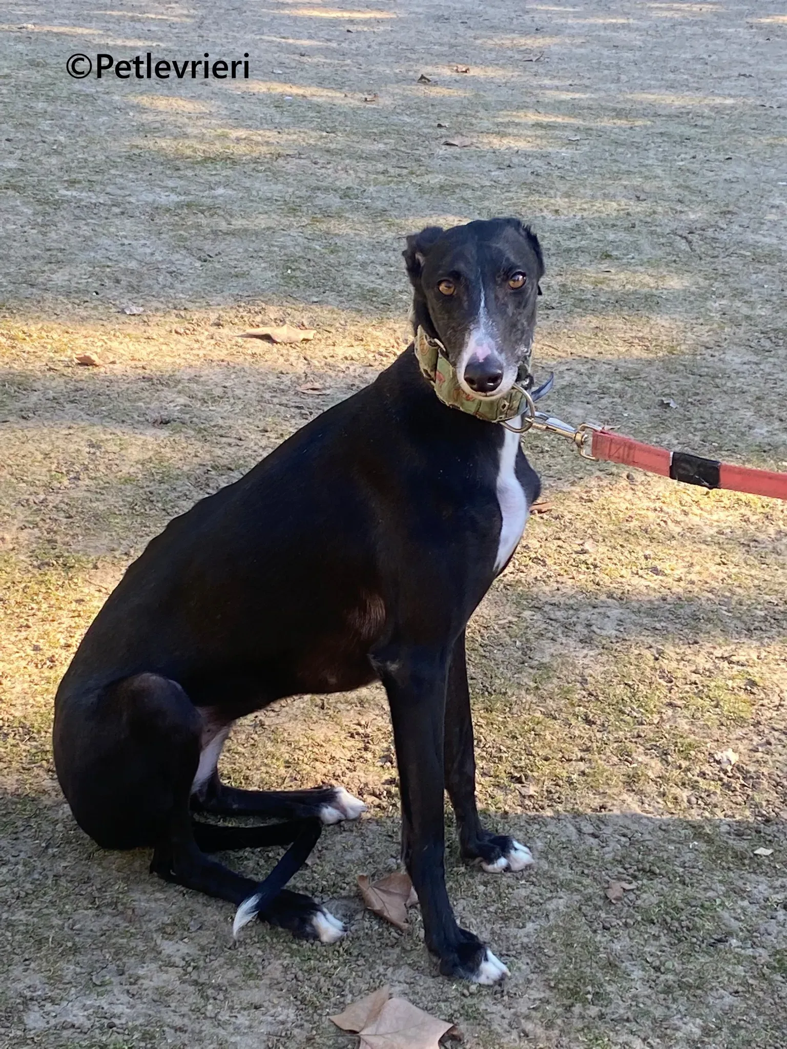 Galia galgo adozione pet levrieri onlus 6