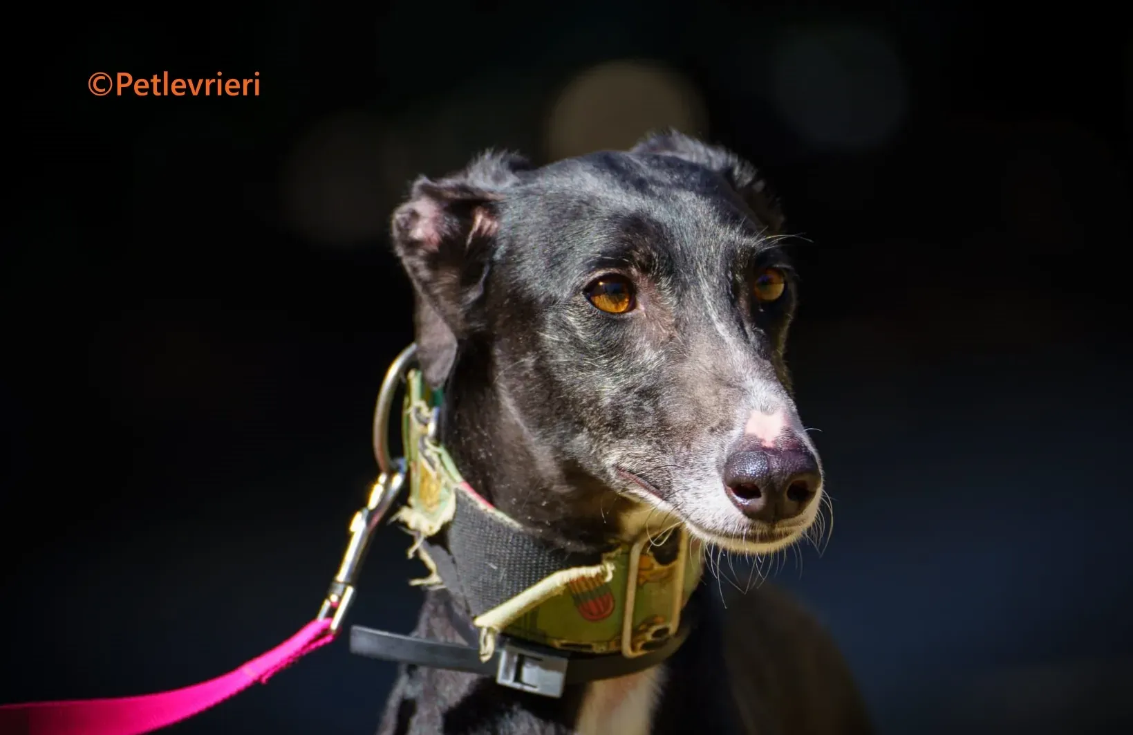 Galia galgo adozione pet levrieri onlus 7