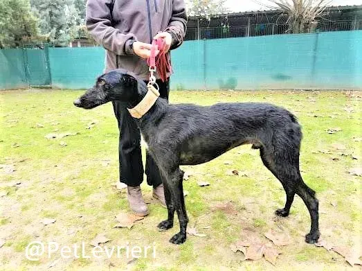 Gallo adozione levrieri galgo 2 2