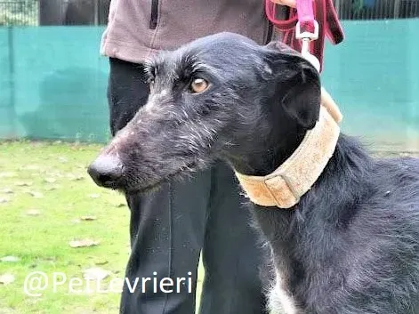 Gallo adozione levrieri galgo 3 3