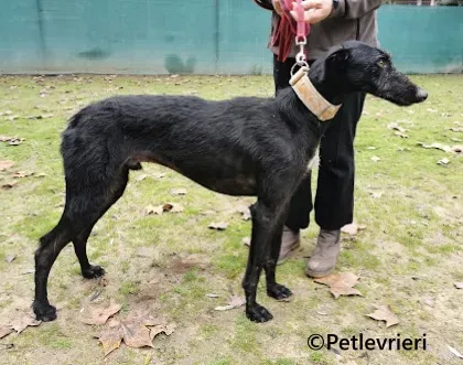 Gallo galgo adozione pet levrieri onlus 1