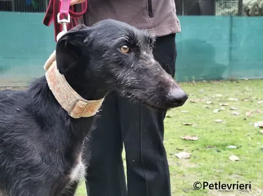 Gallo galgo adozione pet levrieri onlus 2