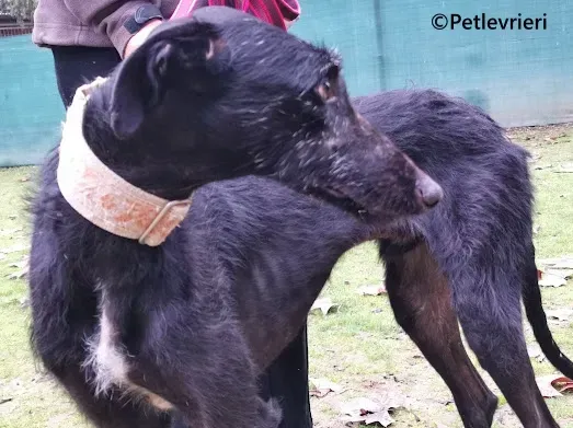 Gallo galgo adozione pet levrieri onlus 3