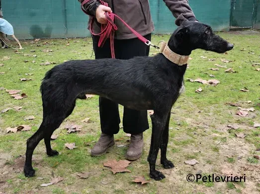 Gallo galgo adozione pet levrieri onlus 4