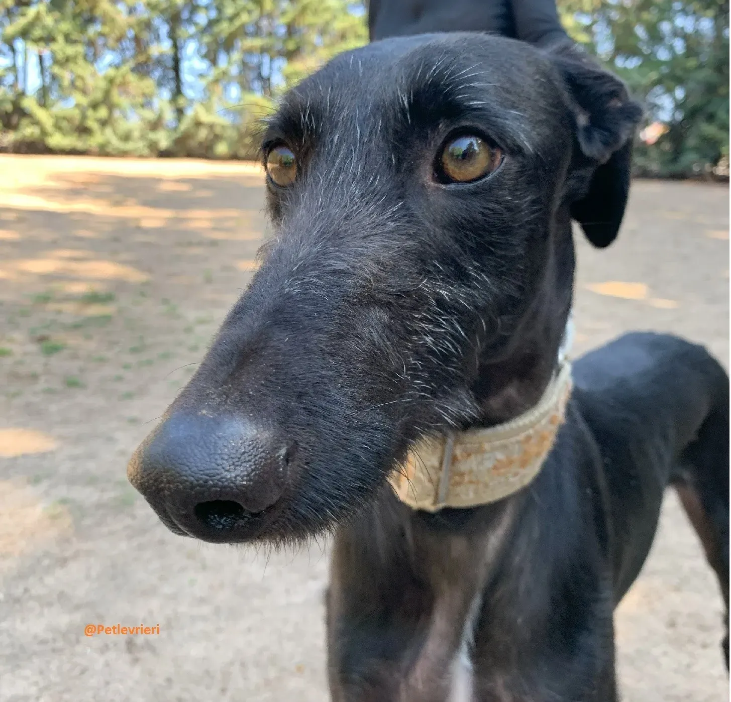 Gallo galgo adozione pet levrieri onlus 6