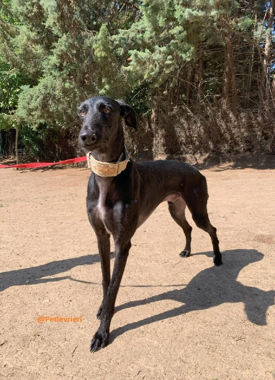 Gallo galgo adozione pet levrieri onlus 7