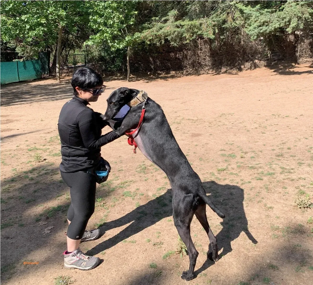 Gallo galgo adozione pet levrieri onlus 8