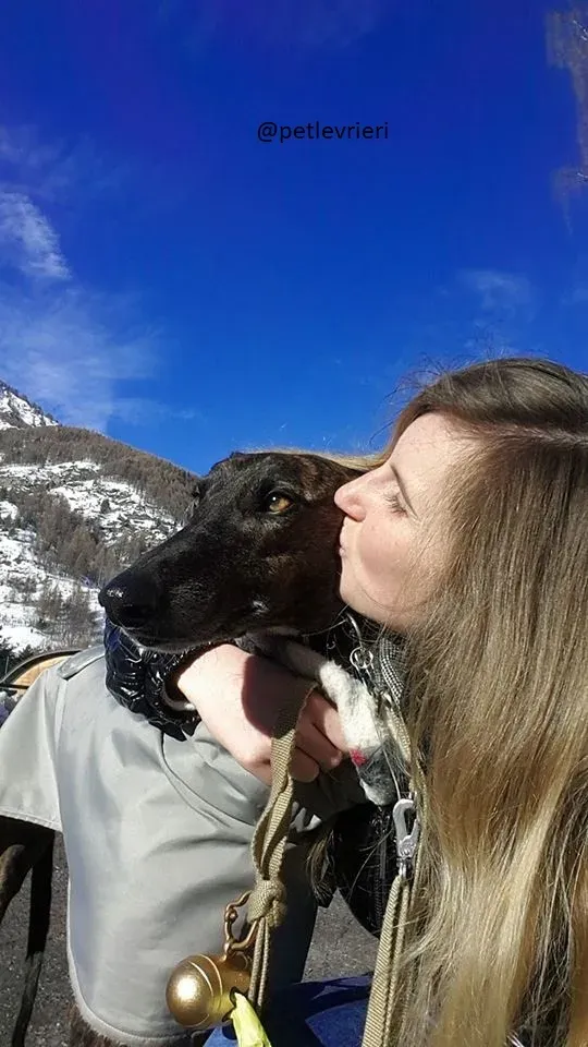 Gamboa Galgo Adozionelevrieri felici a casa