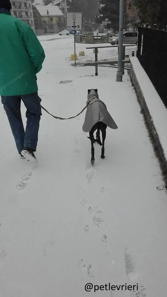 Gamboa Galgo Adozionelevrieri felici a casa A