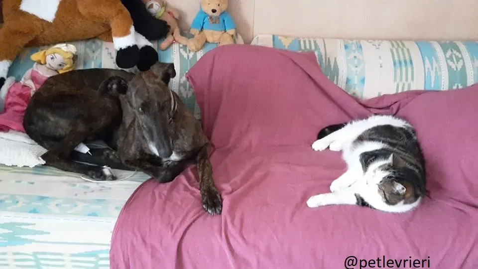 Gamboa Galgo Adozionelevrieri felici a casa B