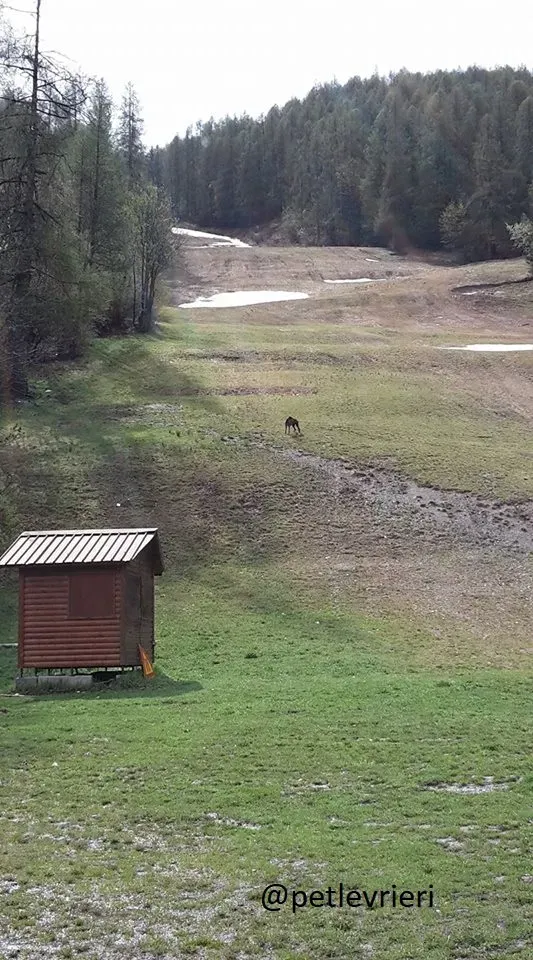 Gamboa Galgo Adozionelevrieri felici a casa c