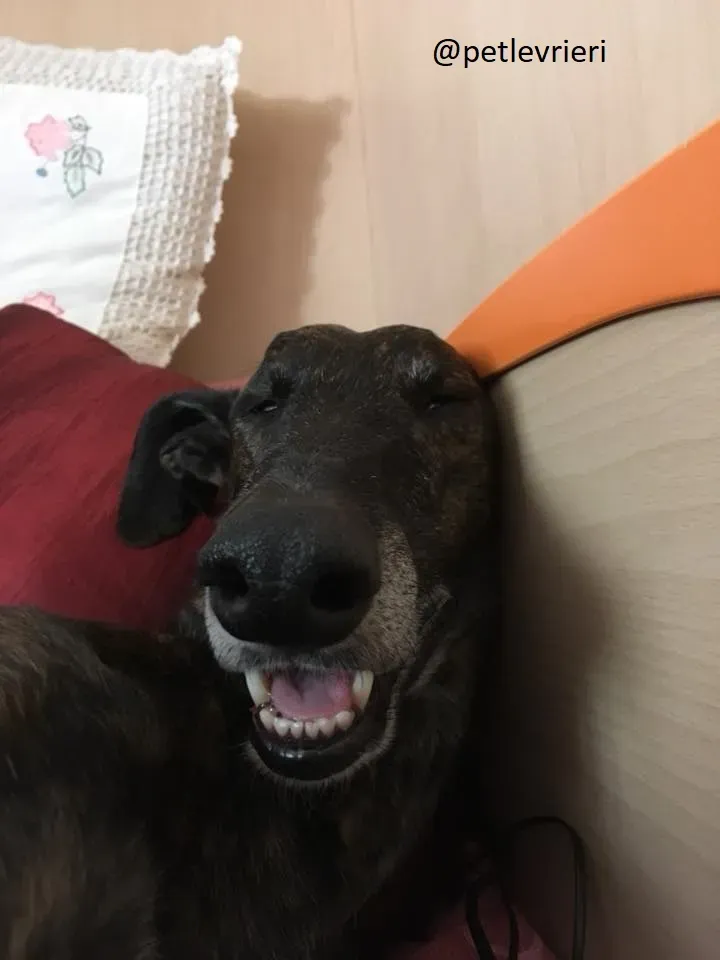 Gamboa Galgo Adozionelevrieri felici a casa d