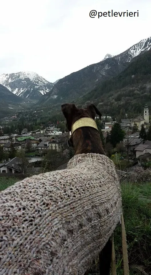 Gamboa Galgo Adozionelevrieri felici a casa e