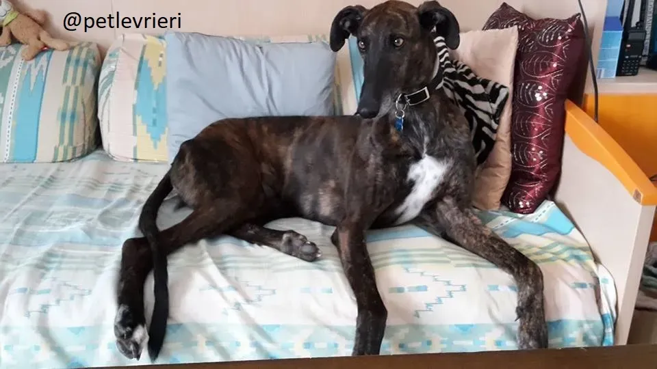 Gamboa Galgo Adozionelevrieri felici a casa evidenza