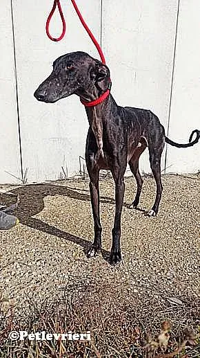Garret adozione levrieri galgo 01