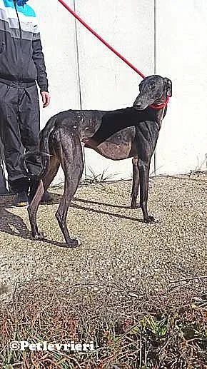 Garret adozione levrieri galgo 02
