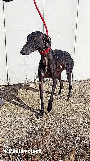 Garret adozione levrieri galgo 03