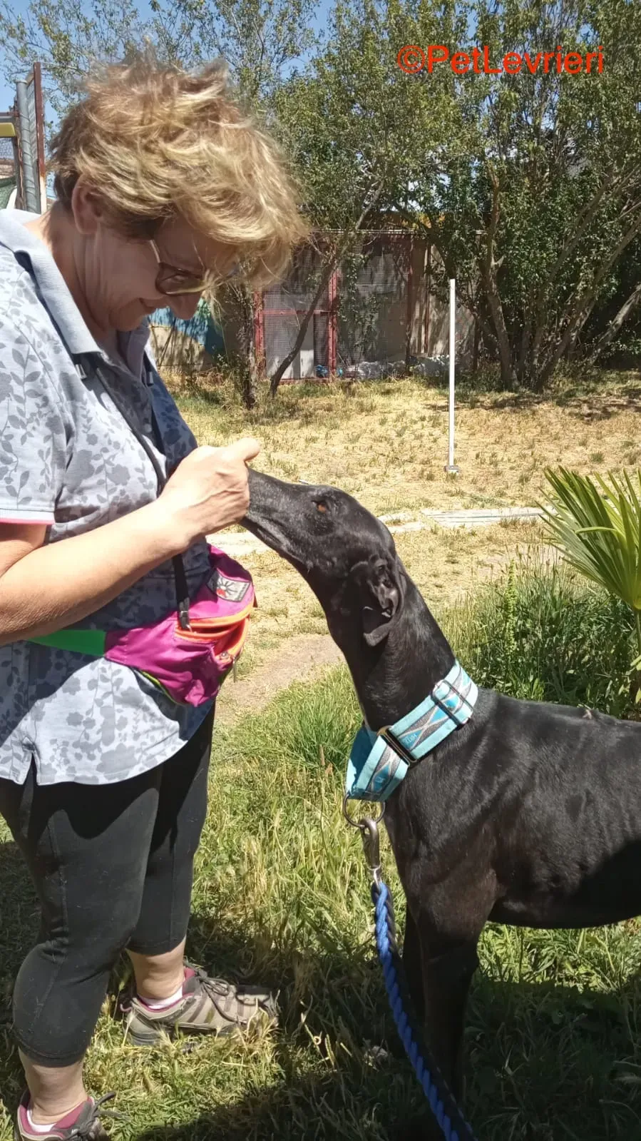 Garret adozione levrieri galgo 1