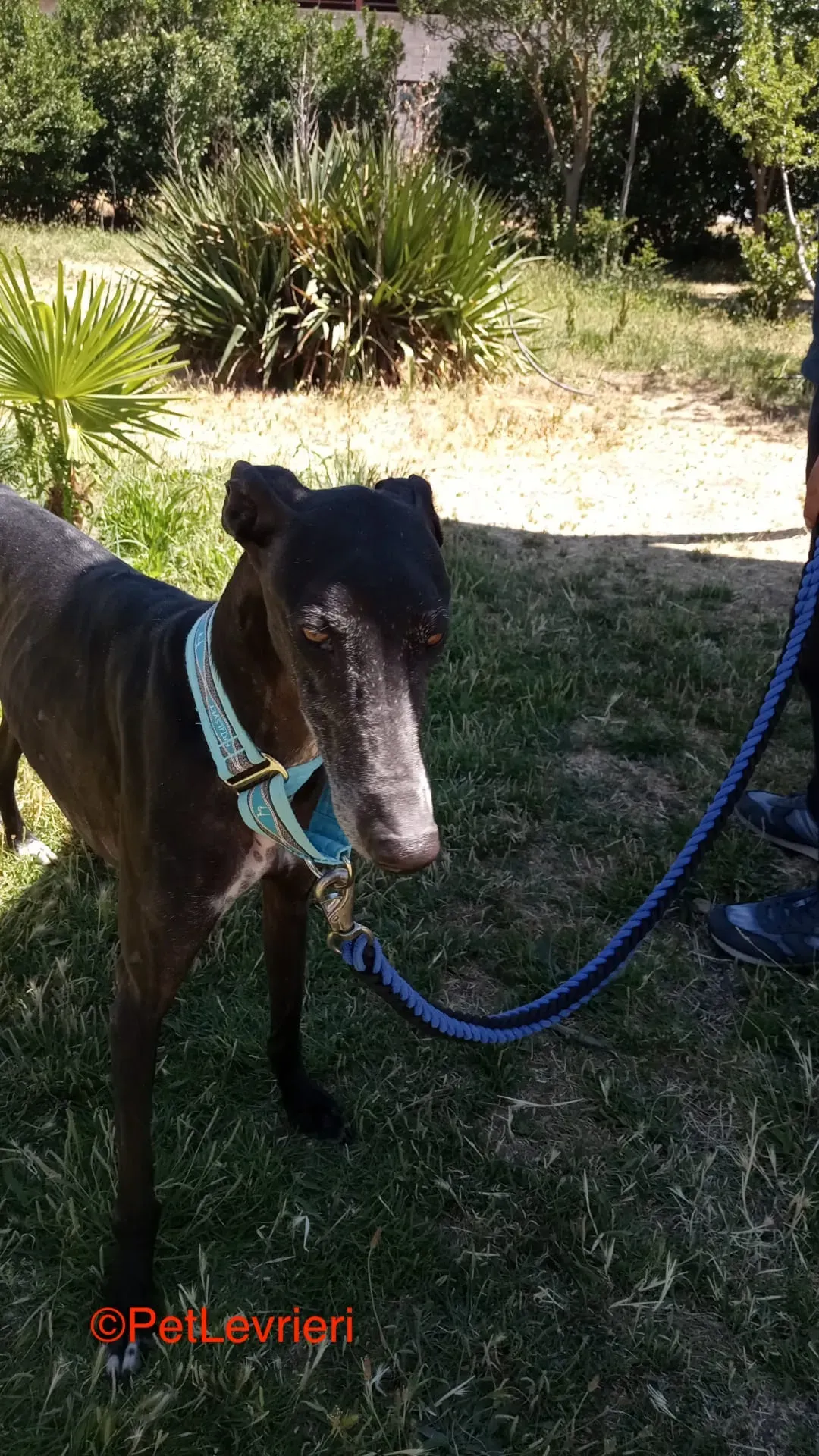 Garret adozione levrieri galgo 10