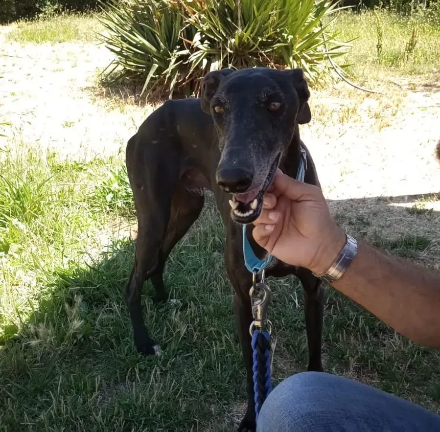 Garret adozione levrieri galgo 12 e1656926554361