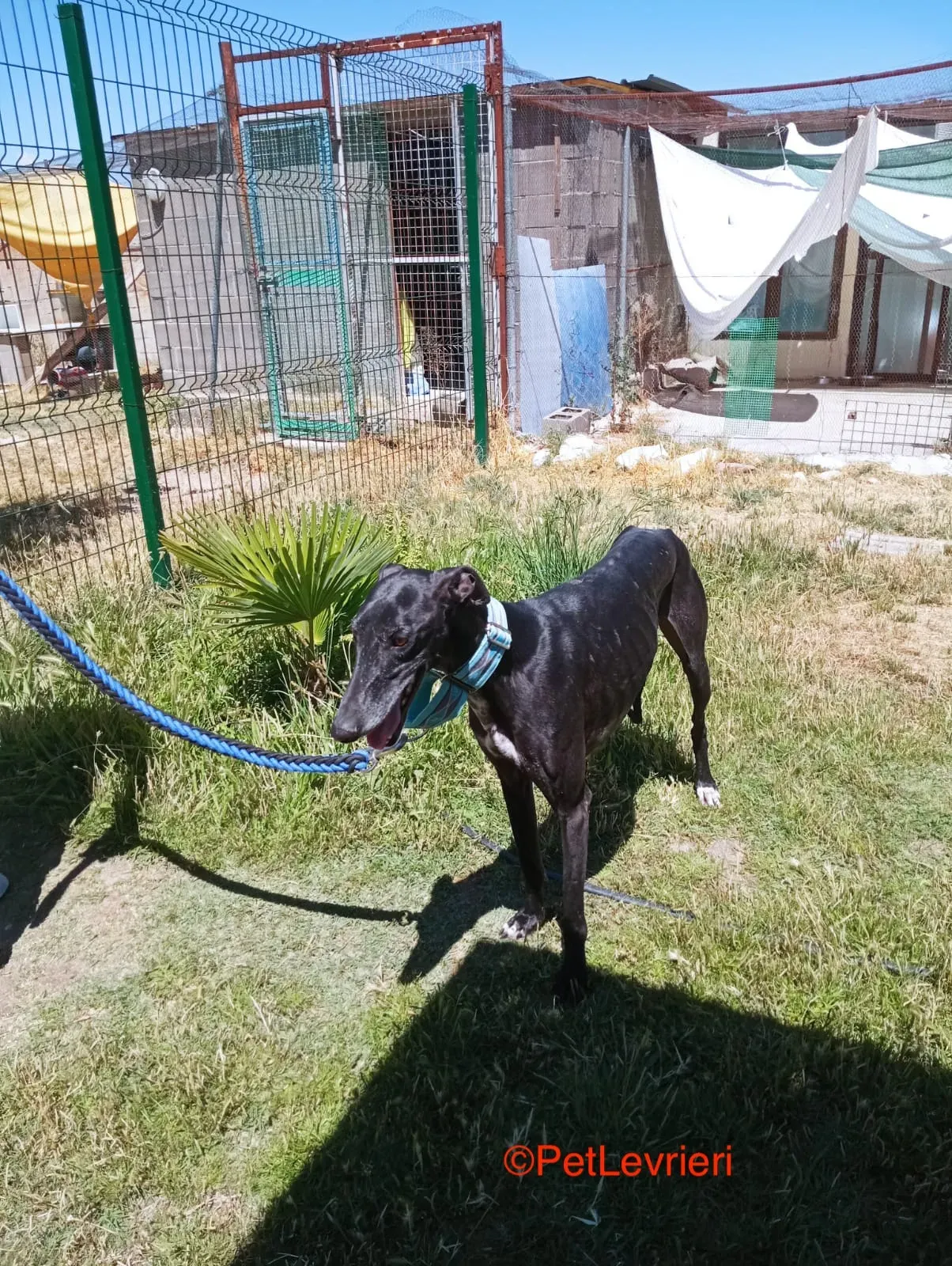 Garret adozione levrieri galgo 13jpg