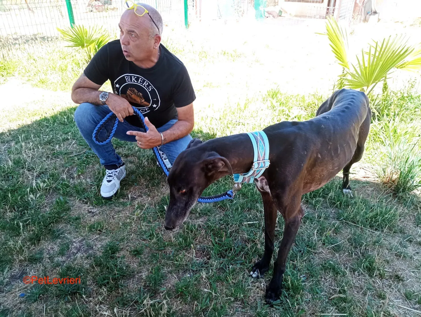 Garret adozione levrieri galgo 14