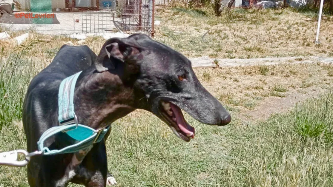 Garret adozione levrieri galgo 15